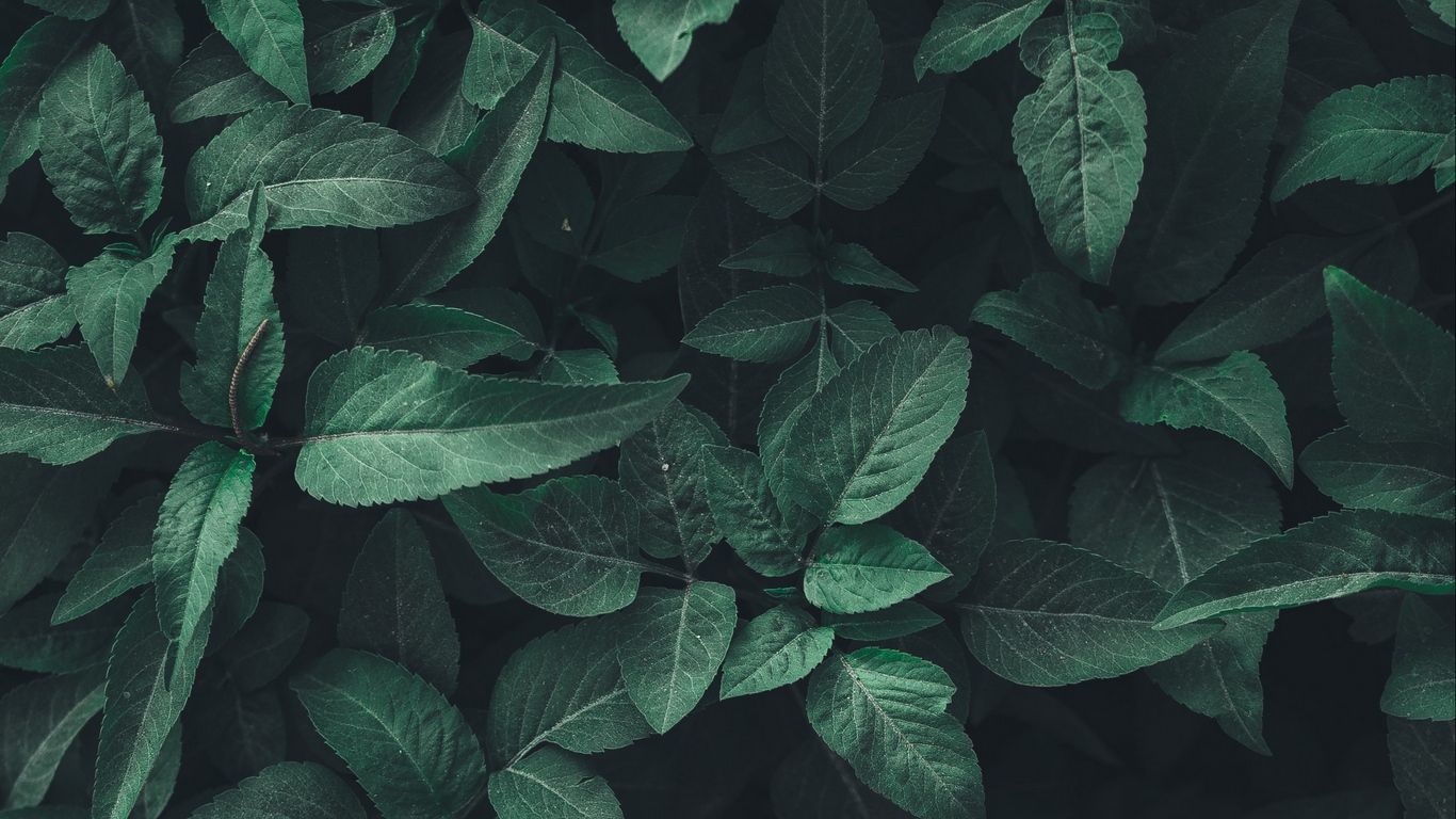Faux Plants